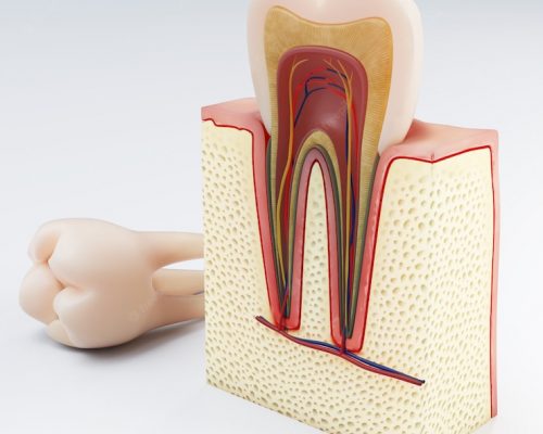 human-tooth-digital-illustration-teeth-cross-section-isolated-3d-rendering_154863-51
